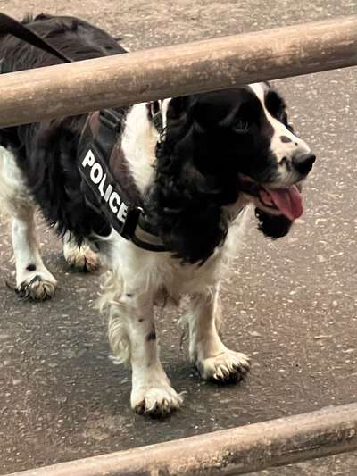 Springer Spaniel-Beitrag-Bild