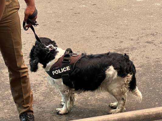 Springer Spaniel-Beitrag-Bild