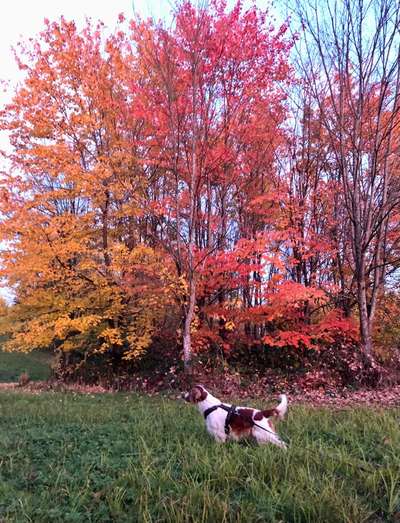 Die wunderschöne Welt mit Hund.-Beitrag-Bild