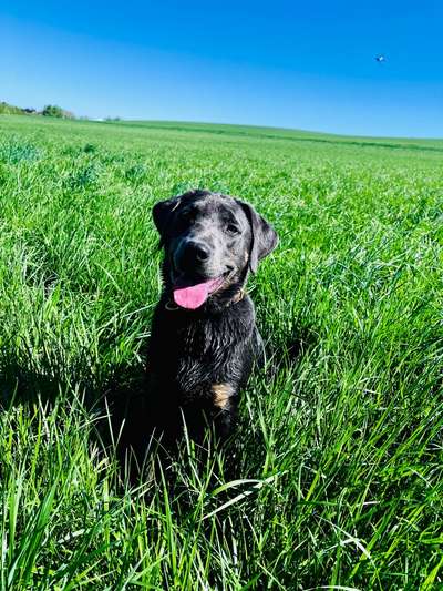 Hundetreffen-Gassirunde zum Sozialisieren-Bild