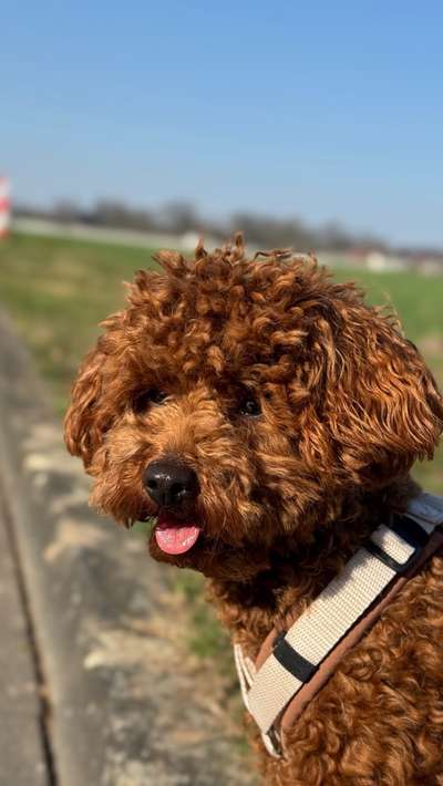 Hundetreffen-Spielrunde & Gassirunde-Bild