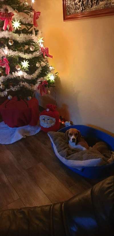 Welche Hunderasse-Beitrag-Bild