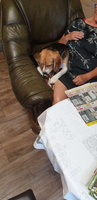 Welche Hunderasse-Beitrag-Bild