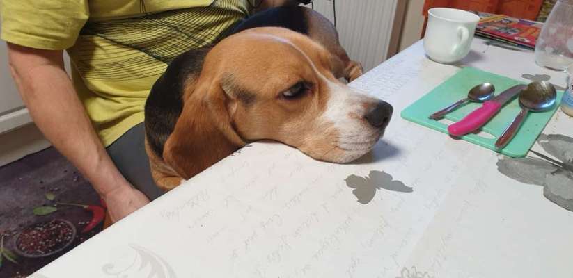 Hunderunde-Beitrag-Bild