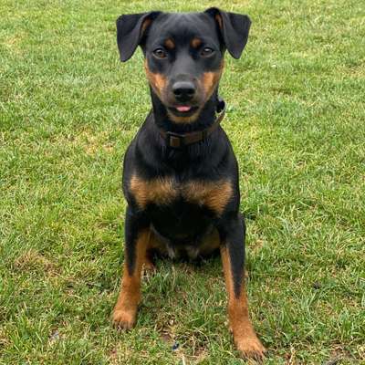Hundetreffen-Gemeinsam spazieren, rennen, spielen-Bild