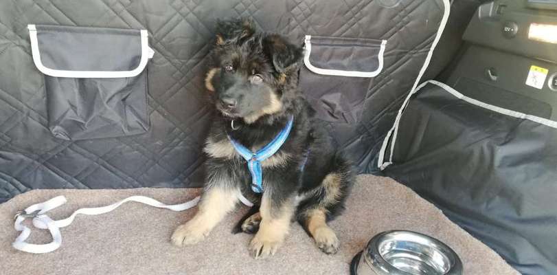 Welpen Bilder !-Beitrag-Bild