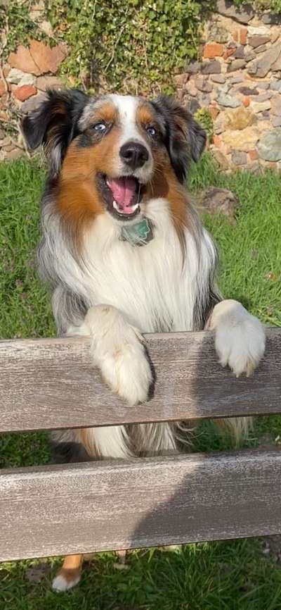 Challenge 23 : "  Euer Hund beim Frühlingserwachen "-Beitrag-Bild