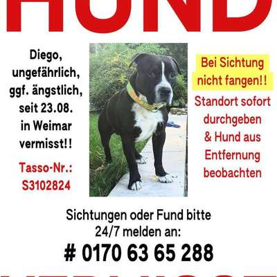 Suchmeldung-Diego-Bild