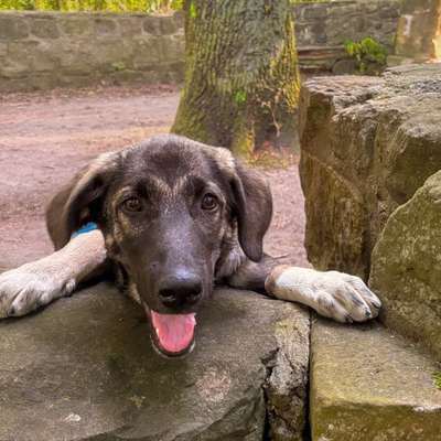 Hundetreffen-Junghündin sucht Spielkameraden-Bild