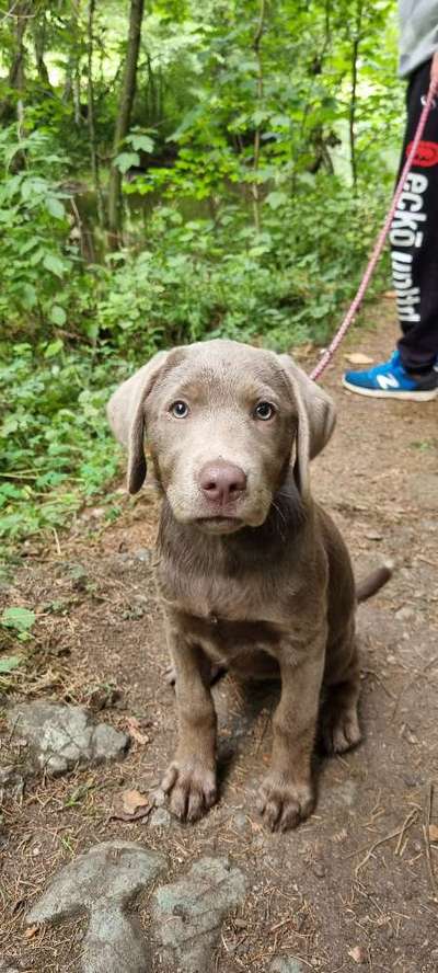 Welpen Bilder !-Beitrag-Bild