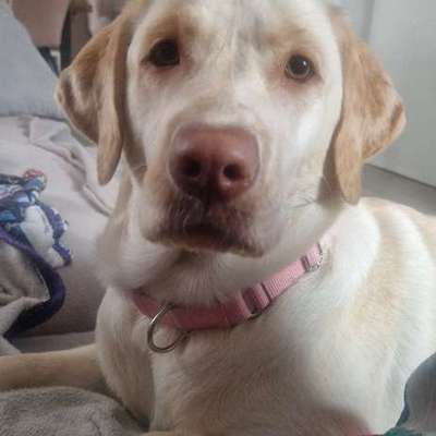 Hundetreffen-Suche einen liebevollen Labrador Deckrüden.-Bild