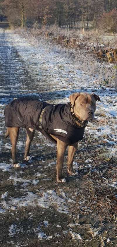 Mantel/Pullover für größeren Hund-Beitrag-Bild