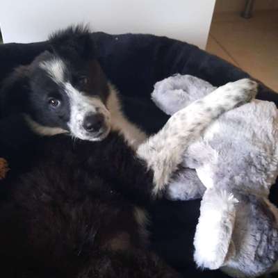 Hundetreffen-Spielen und Gassigehen