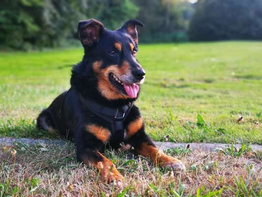 Foto's und Hundemodels-Beitrag-Bild