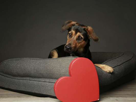 Zeigt mir eure Schäferhund Mischlinge :-)-Beitrag-Bild