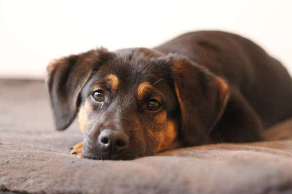 Zeigt mir eure Schäferhund Mischlinge :-)-Beitrag-Bild