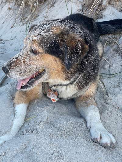 Die Dogorama Kalender Challenge 4/4-Beitrag-Bild