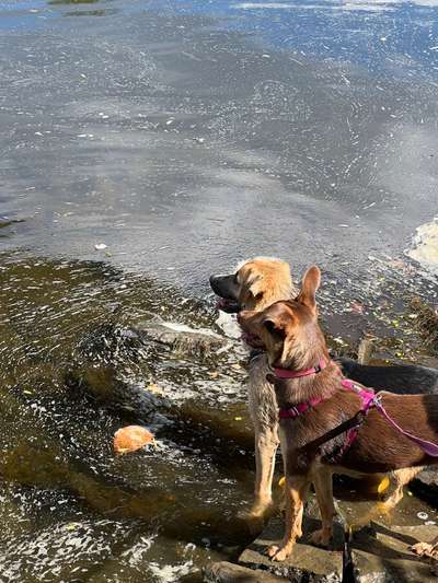 TierschutzhundeStammtisch🐕-Beitrag-Bild