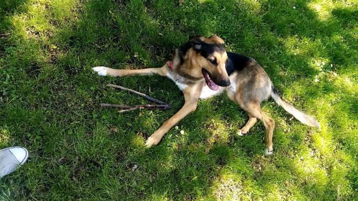 Hundetreffen-Spielfreunde in Halle-Bild