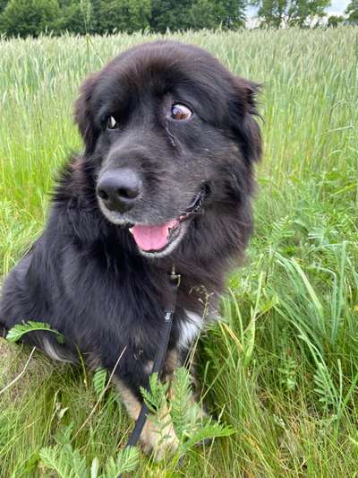 Black dogs are beautiful-Beitrag-Bild