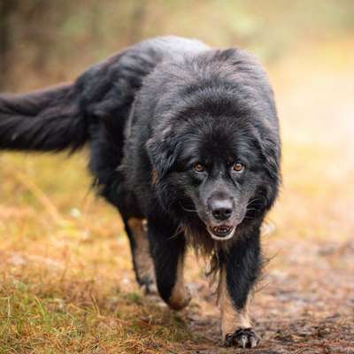 Hundetreffen-Gassirunden/Spielrunden-Bild