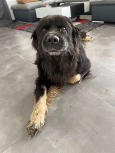 Zeige den lustigsten Blick deines Hundes-Beitrag-Bild