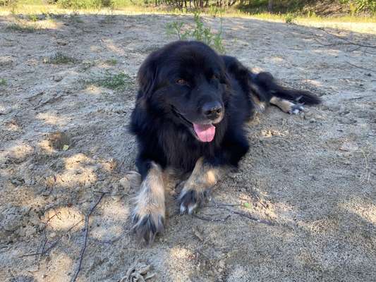 Black dogs are beautiful-Beitrag-Bild