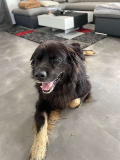 Zeige den lustigsten Blick deines Hundes-Beitrag-Bild