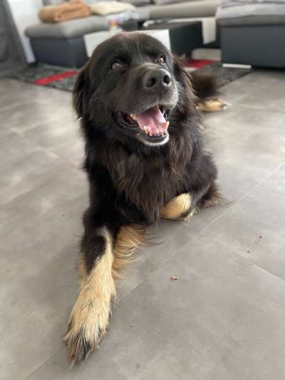 Black dogs are beautiful-Beitrag-Bild