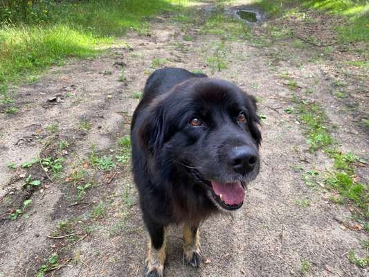 Black dogs are beautiful-Beitrag-Bild