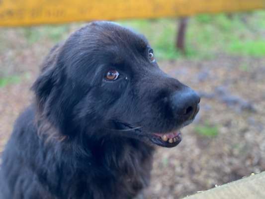 Zeige den lustigsten Blick deines Hundes-Beitrag-Bild