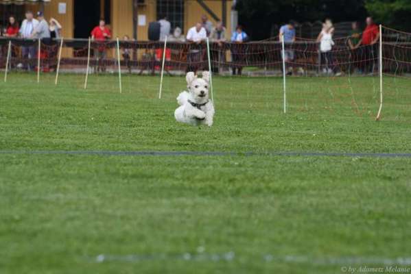 Foto's und Hundemodels-Beitrag-Bild