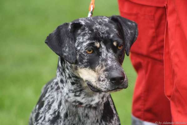 Foto's und Hundemodels-Beitrag-Bild