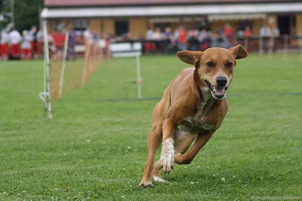 Foto's und Hundemodels-Beitrag-Bild