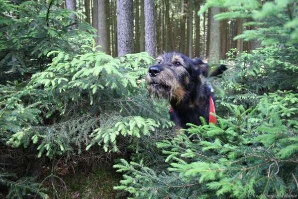 Foto's und Hundemodels-Beitrag-Bild