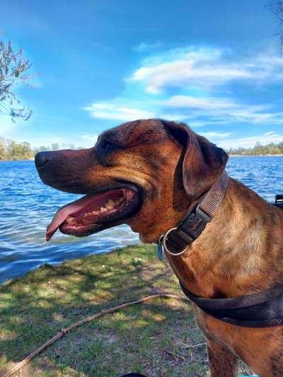 Dogorama-Monats-Challenge-Mai "Wasser"-Beitrag-Bild