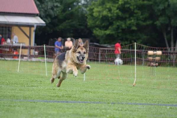 Foto's und Hundemodels-Beitrag-Bild