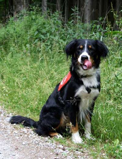 Foto's und Hundemodels-Beitrag-Bild