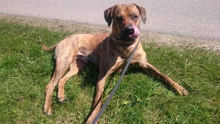 Rhodesian Ridgeback-Beitrag-Bild