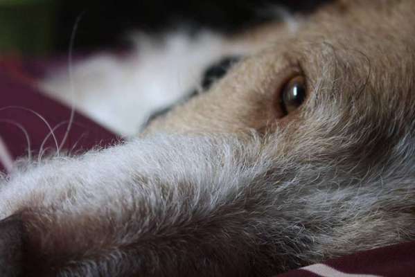 Foto's und Hundemodels-Beitrag-Bild