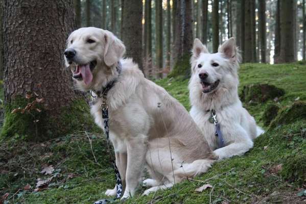 Foto's und Hundemodels-Beitrag-Bild