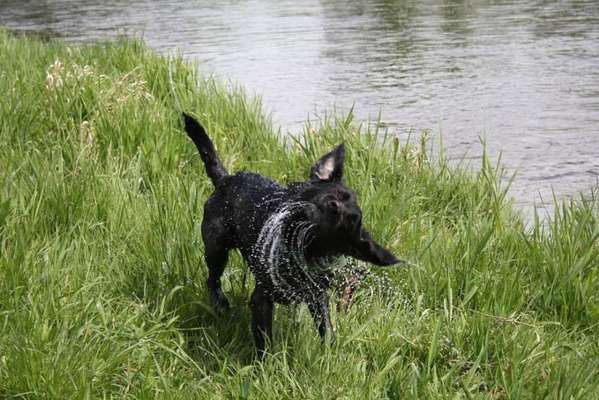 Foto's und Hundemodels-Beitrag-Bild