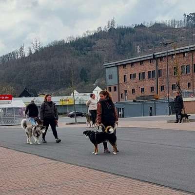 Hundetreffen-Sonntagsschule-Bild