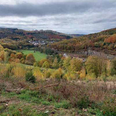 Hundetreffen-Walk&Talk-Bild