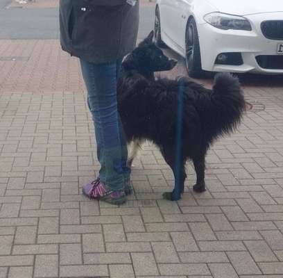 Hundetreffen-Sonntagsschule-Bild