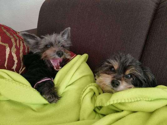 Die lustigsten Selfies mit Deinem Hund !-Beitrag-Bild