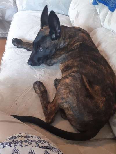 Schäferhund-Beitrag-Bild