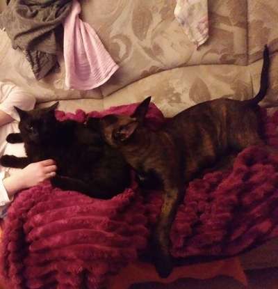 Welpen Bilder !-Beitrag-Bild