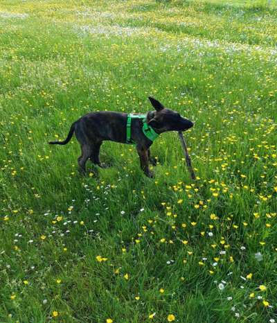 Die Dogorama Monats Challenge "Es grünt und blüht"-Beitrag-Bild