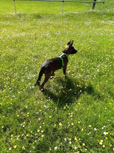 Schäferhund-Beitrag-Bild